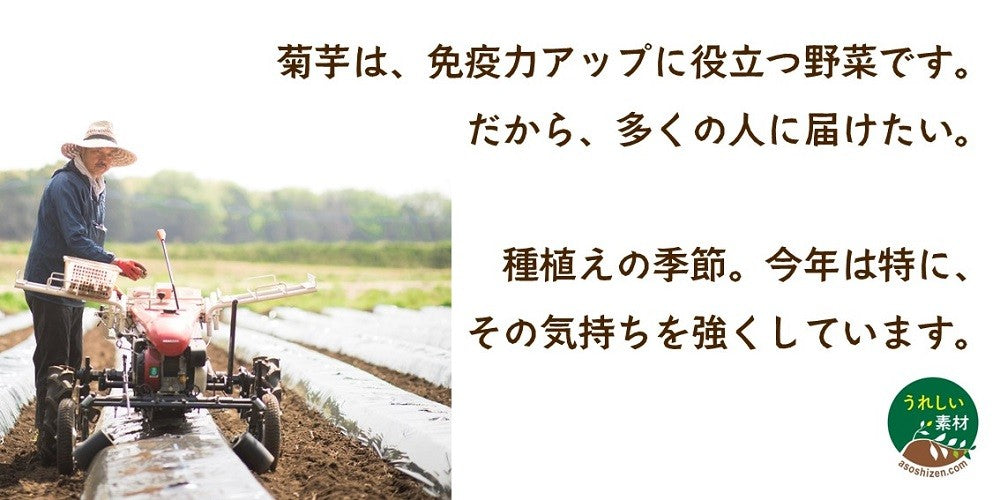 日本菊芋 之粒 180粒 (一包一個月份) - 東京雜貨店 Chocodream_JP